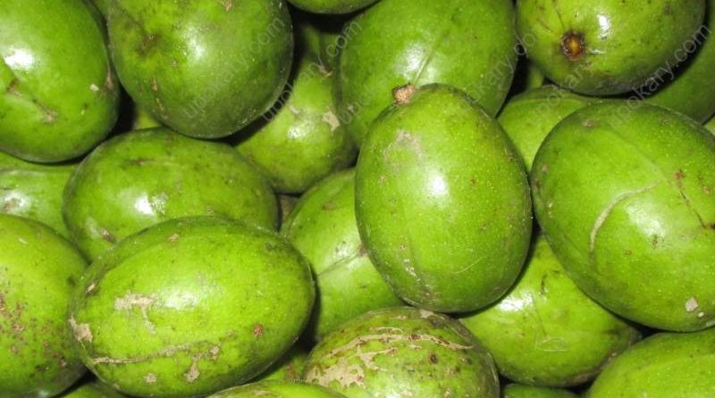 hogplum