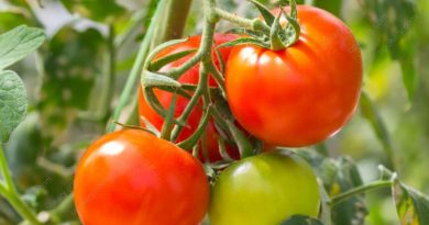 tomato