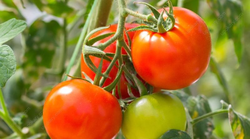 tomato