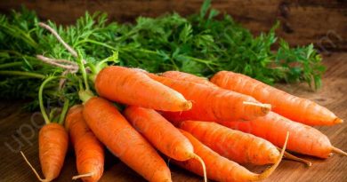 carrot