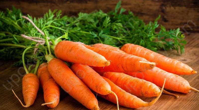 carrot