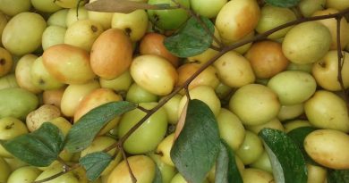 plum