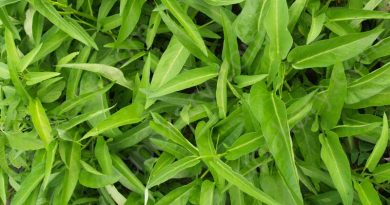 bindweeds