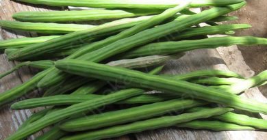 moringa oleifera