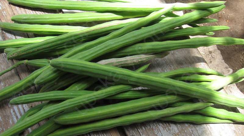 moringa oleifera