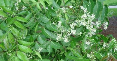 neem pata