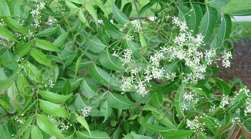 neem pata