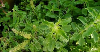 tulsi pata
