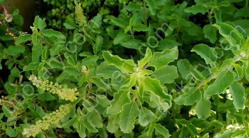 tulsi pata