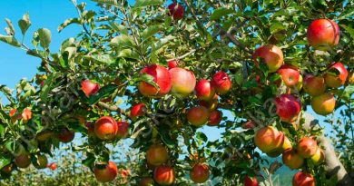 Apple fruit