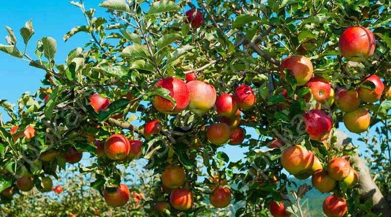 Apple fruit