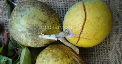 wood apple