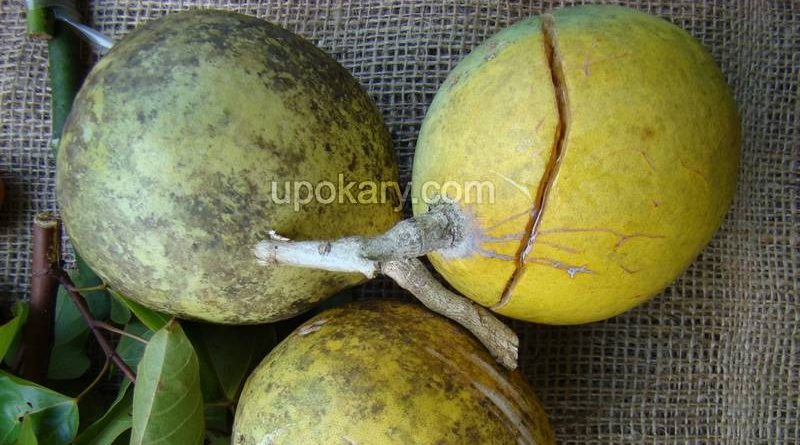 wood apple