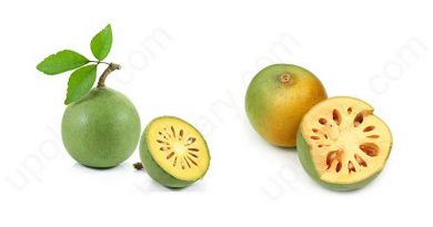 wood apple