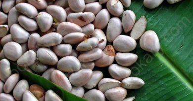 jackfruit seeds