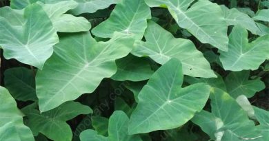 arum spinach
