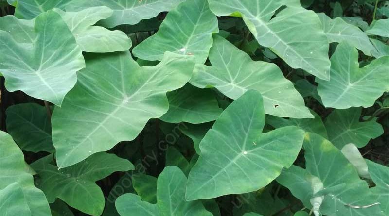 arum spinach
