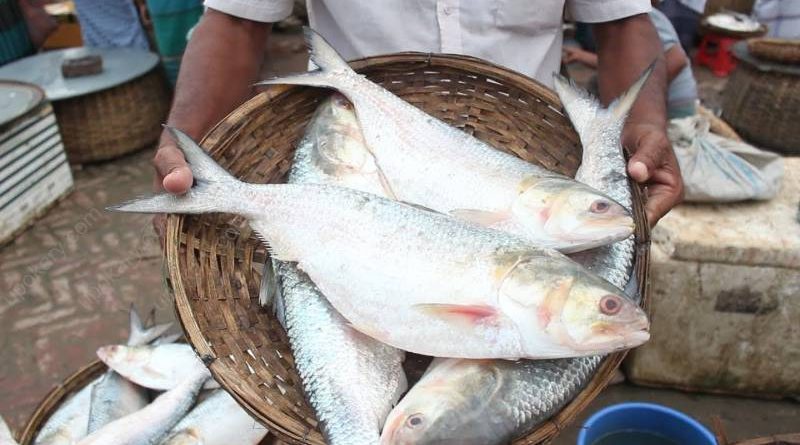 hilsha fish
