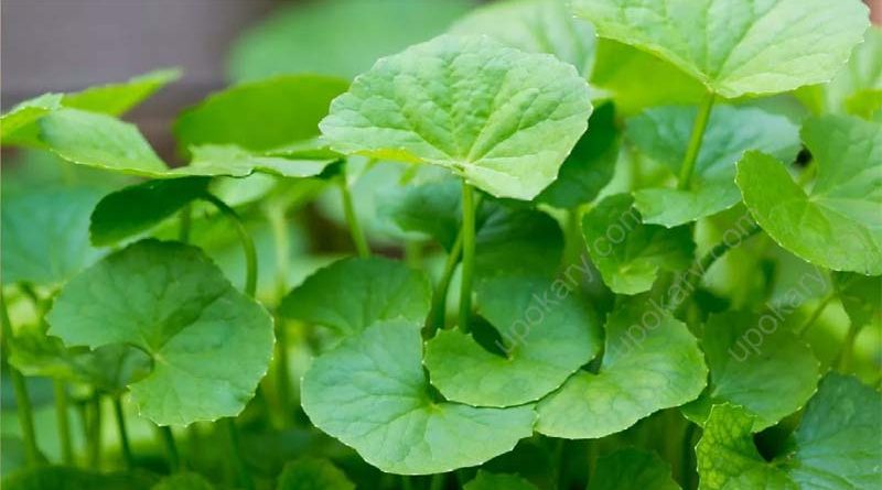 indian pennywort
