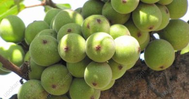 figs-2