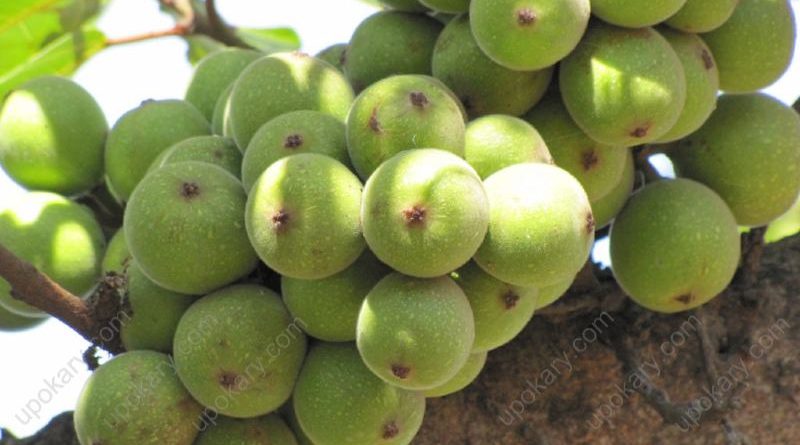 figs-2