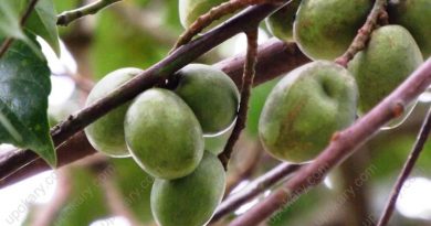 Olives