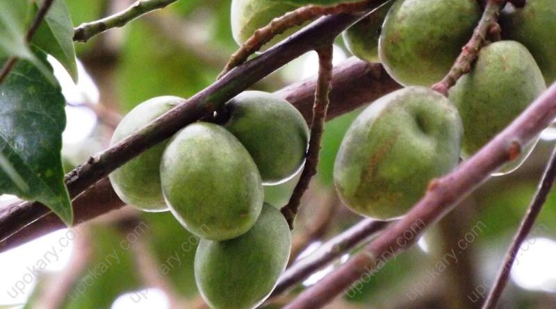 Olives