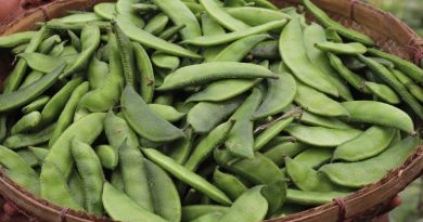 green bean in a stalk