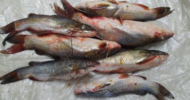 tangra fish