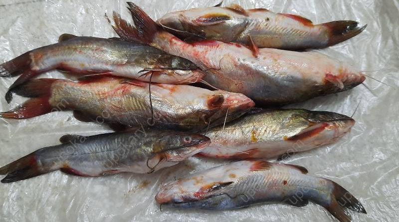 tangra fish