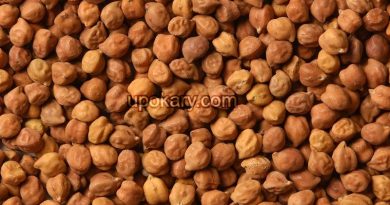 bengal gram