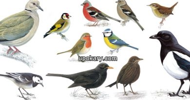 birds post