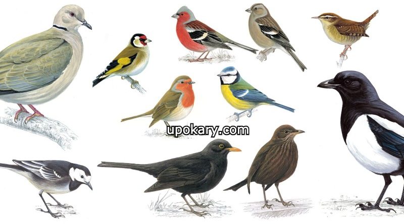 birds post