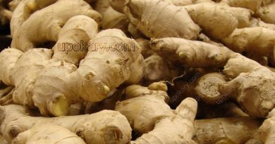 healthy ginger