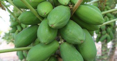 greenpapaya