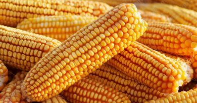 corn