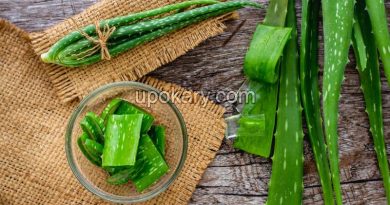 Aloe vera
