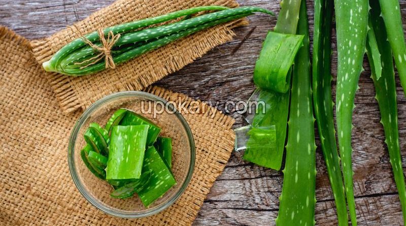 Aloe vera
