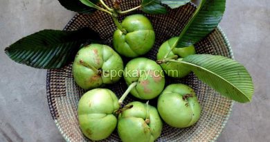 Elephant apple
