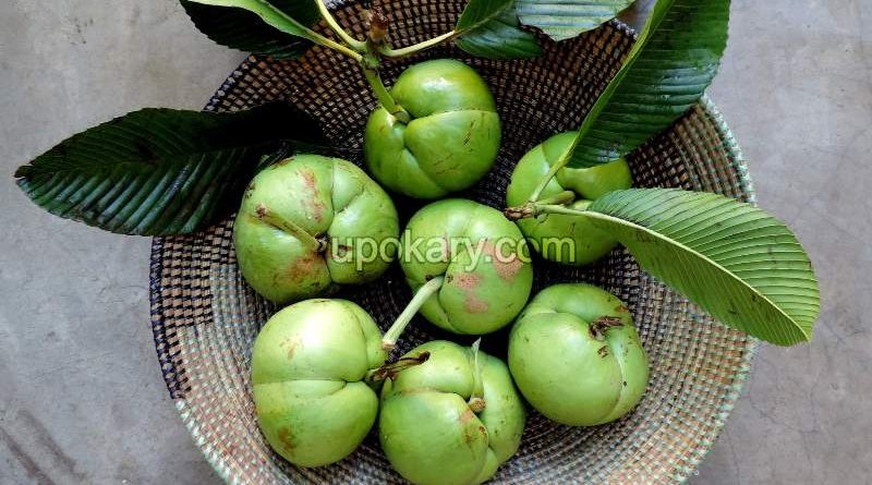 Elephant apple