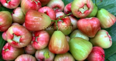 java apple