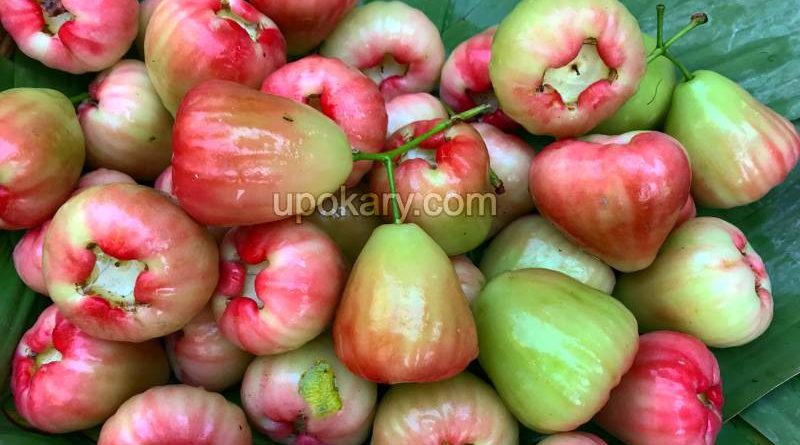 java apple