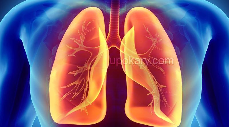 lung