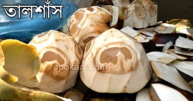plam fruit