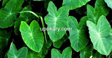 healthy kochu shak