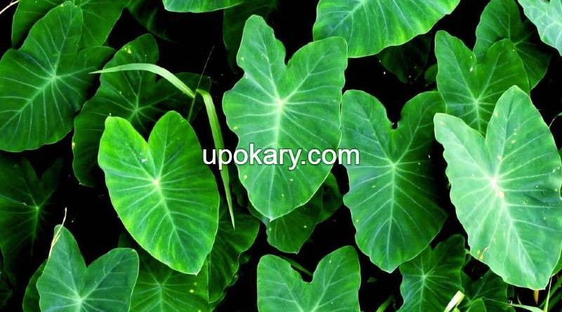 healthy kochu shak