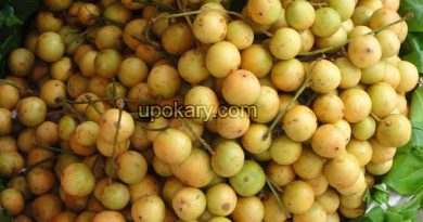 healthy lotkon