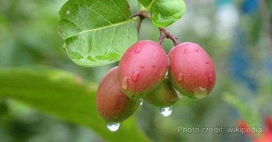 natal plum