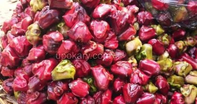 water chestnut