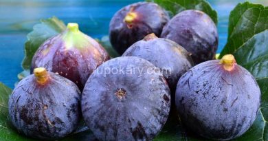 Figs